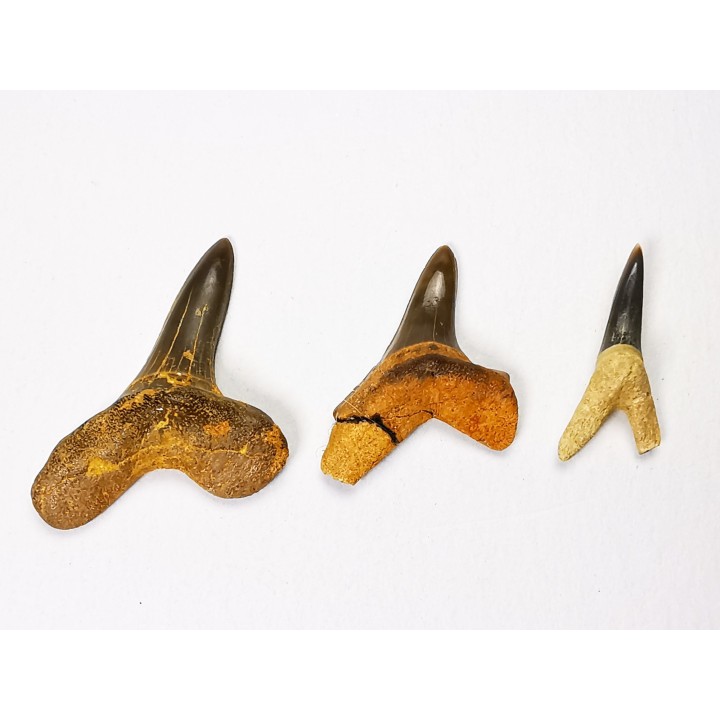 collection dents de requin Cretoxyrhina mantelli - Cénomanien (Texas)