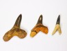 collection dents de requin Cretoxyrhina mantelli - Cénomanien (Texas)