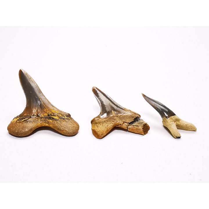 collection dents de requin Cretoxyrhina mantelli - Cénomanien (Texas)