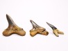 shark tooth set Cretoxyrhina mantelli - Cenomanian (Texas)