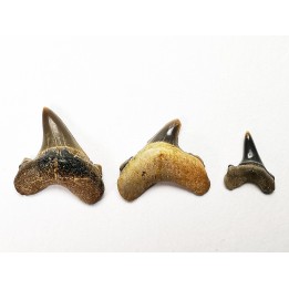 shark tooth set Cretoxyrhina mantelli - Cenomanian (Texas)