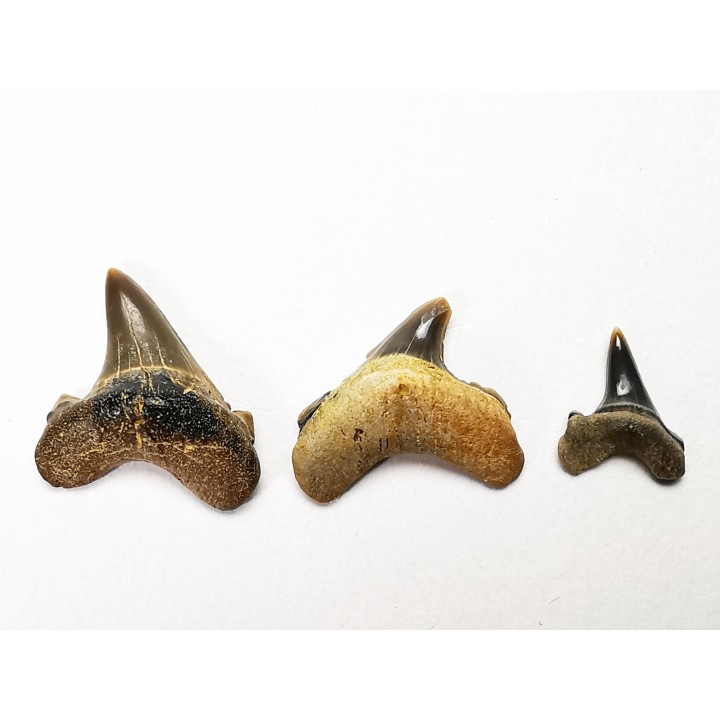 shark tooth set Cretoxyrhina mantelli - Cenomanian (Texas)