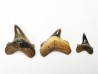 collection dents de requin Cretoxyrhina mantelli - Cénomanien (Texas)