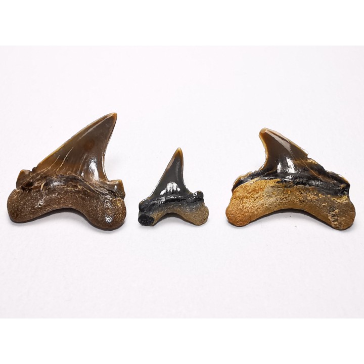 collection dents de requin Cretoxyrhina mantelli - Cénomanien (Texas)