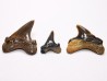 shark tooth set Cretoxyrhina mantelli - Cenomanian (Texas)