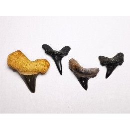 shark tooth set Cretoxyrhina mantelli - Cenomanian (Texas)