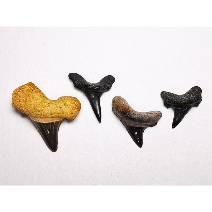 shark tooth set Cretoxyrhina mantelli - Cenomanian (Texas)