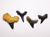 collection dents de requin Cretoxyrhina mantelli - Cénomanien (Texas)