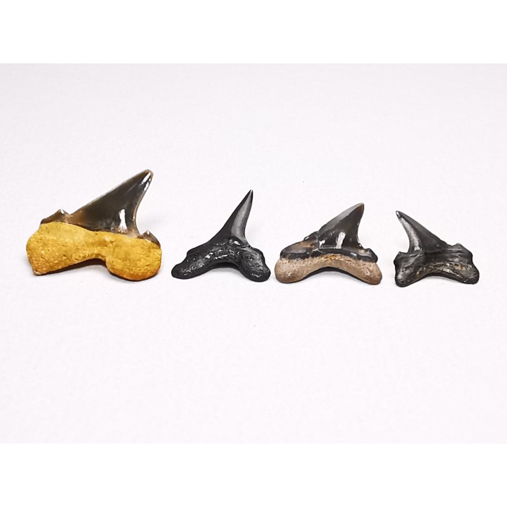 collection dents de requin Cretoxyrhina mantelli - Cénomanien (Texas)