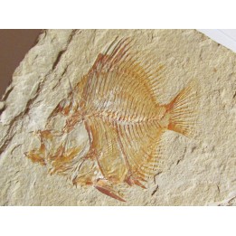 PYCNOSTEROIDES LEVISPINOSUS (2)