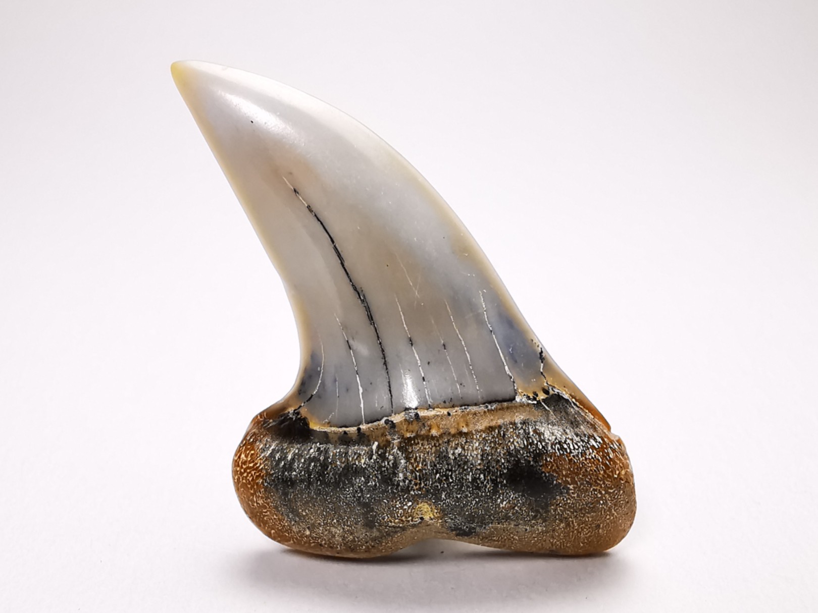 shark tooth: Cosmopolitodus planus - Miocene - Bakersfield, California - USA
