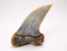 shark tooth: Cosmopolitodus planus - Miocene - Bakersfield, California - USA