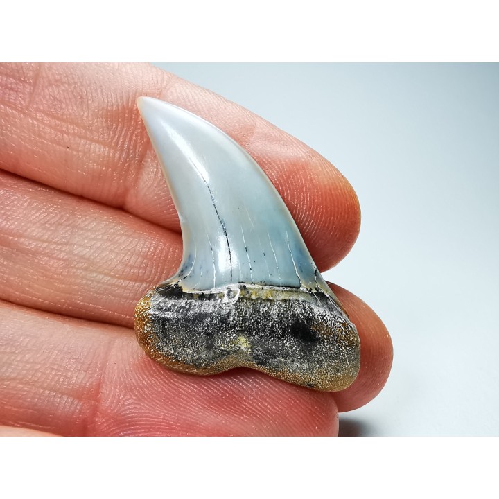 shark tooth: Cosmopolitodus planus - Miocene -  Bakersfield, California - USA