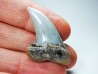 shark tooth: Cosmopolitodus planus - Miocene - Bakersfield, California - USA