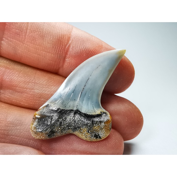 dent de requin: Cosmopolitodus planus - Miocène - Bakersfield, Californie - USA