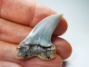 shark tooth: Cosmopolitodus planus - Miocene - Bakersfield, California - USA