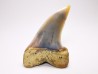 shark tooth: Cosmopolitodus planus - Miocene -  Bakersfield, California - USA