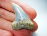 shark tooth: Cosmopolitodus planus - Miocene -  Bakersfield, California - USA