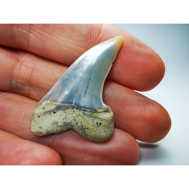 shark tooth: Cosmopolitodus planus - Miocene -  Bakersfield, California - USA