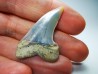 dent de requin: Cosmopolitodus planus - Miocène - Bakersfield, Californie - USA