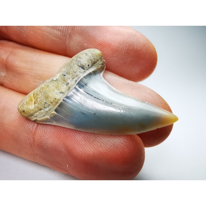 dent de requin: Cosmopolitodus planus - Miocène - Bakersfield, Californie - USA