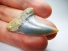 dent de requin: Cosmopolitodus planus - Miocène - Bakersfield, Californie - USA