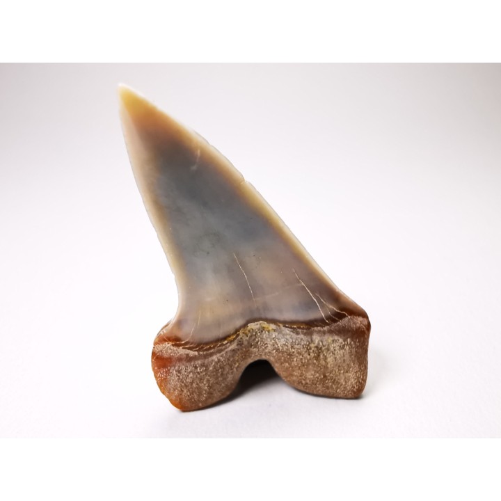 dent de requin: Cosmopolitodus planus - Miocène - Bakersfield, Californie - USA