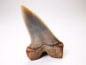 shark tooth: Cosmopolitodus planus - Miocene -  Bakersfield, California - USA