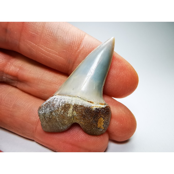 dent de requin: Cosmopolitodus planus - Miocène - Bakersfield, Californie - USA