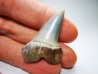 shark tooth: Cosmopolitodus planus - Miocene -  Bakersfield, California - USA