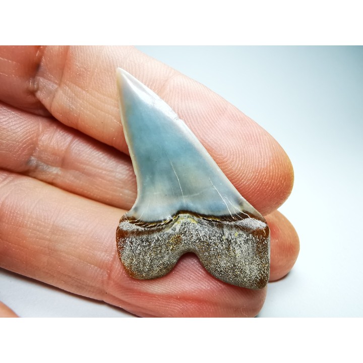 dent de requin: Cosmopolitodus planus - Miocène - Bakersfield, Californie - USA