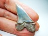 dent de requin: Cosmopolitodus planus - Miocène - Bakersfield, Californie - USA
