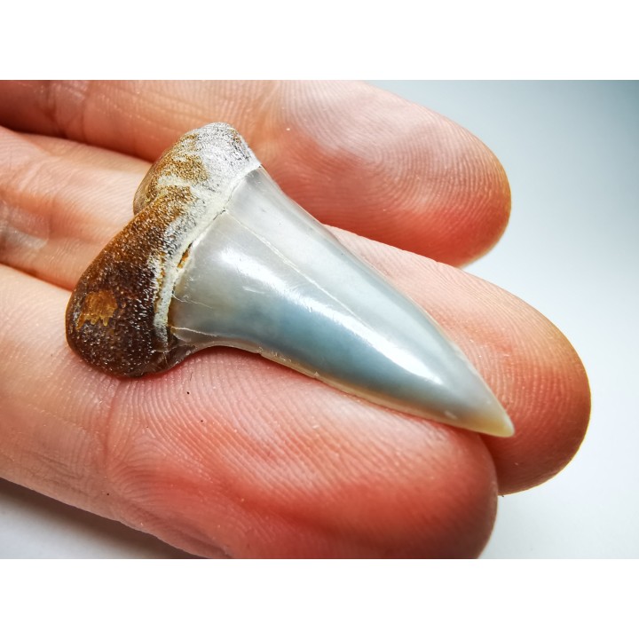 shark tooth: Cosmopolitodus planus - Miocene -  Bakersfield, California - USA