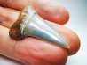 dent de requin: Cosmopolitodus planus - Miocène - Bakersfield, Californie - USA