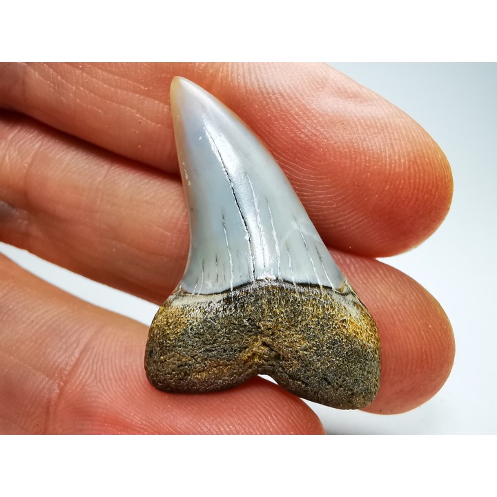 shark tooth: Cosmopolitodus planus - Miocene -  Bakersfield, California - USA