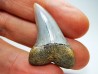 shark tooth: Cosmopolitodus planus - Miocene -  Bakersfield, California - USA