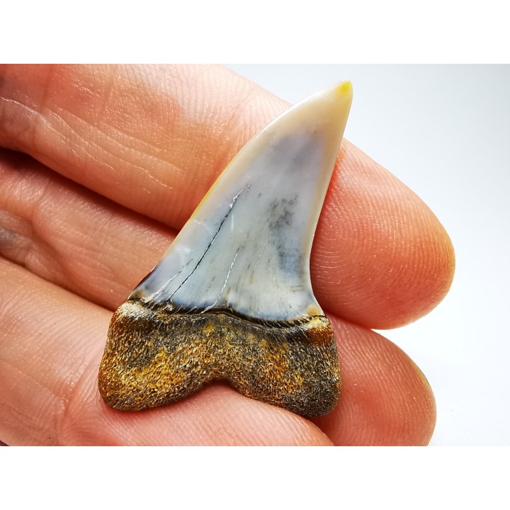 dent de requin: Cosmopolitodus planus - Miocène - Bakersfield, Californie - USA