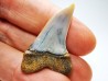 dent de requin: Cosmopolitodus planus - Miocène - Bakersfield, Californie - USA