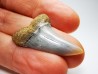 shark tooth: Cosmopolitodus planus - Miocene -  Bakersfield, California - USA