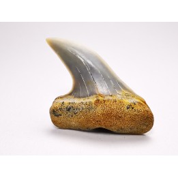 shark tooth: Cosmopolitodus planus - Miocene -  Bakersfield, California - USA