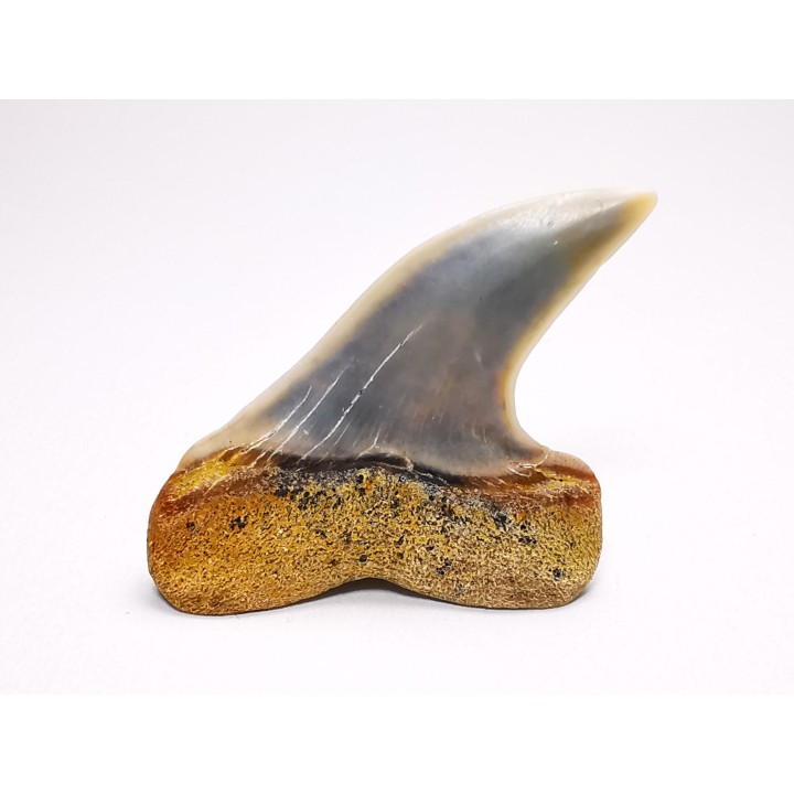 shark tooth: Cosmopolitodus planus - Miocene -  Bakersfield, California - USA