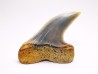 dent de requin: Cosmopolitodus planus - Miocène - Bakersfield, Californie - USA