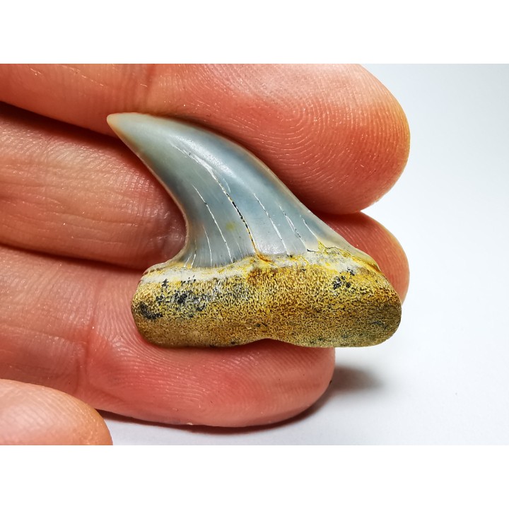 shark tooth: Cosmopolitodus planus - Miocene -  Bakersfield, California - USA