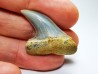 shark tooth: Cosmopolitodus planus - Miocene -  Bakersfield, California - USA