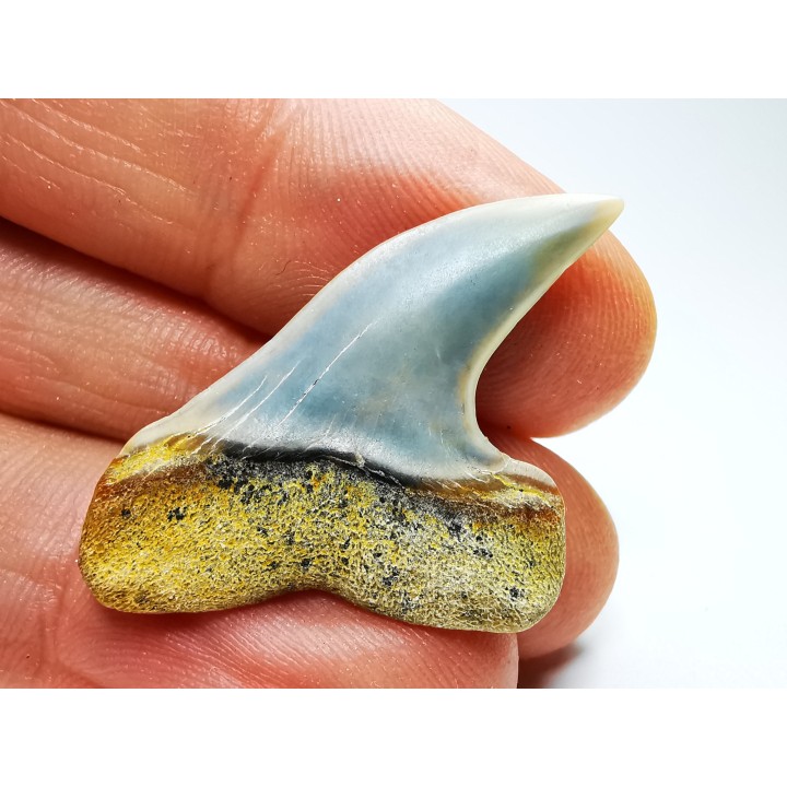 shark tooth: Cosmopolitodus planus - Miocene -  Bakersfield, California - USA