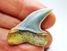dent de requin: Cosmopolitodus planus - Miocène - Bakersfield, Californie - USA