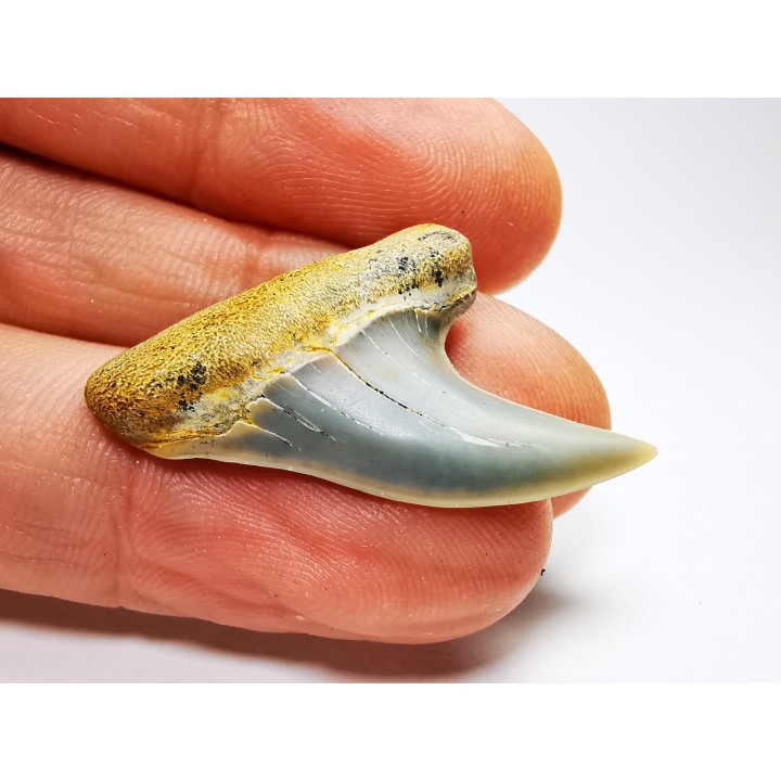 dent de requin: Cosmopolitodus planus - Miocène - Bakersfield, Californie - USA