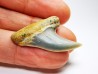 shark tooth: Cosmopolitodus planus - Miocene -  Bakersfield, California - USA