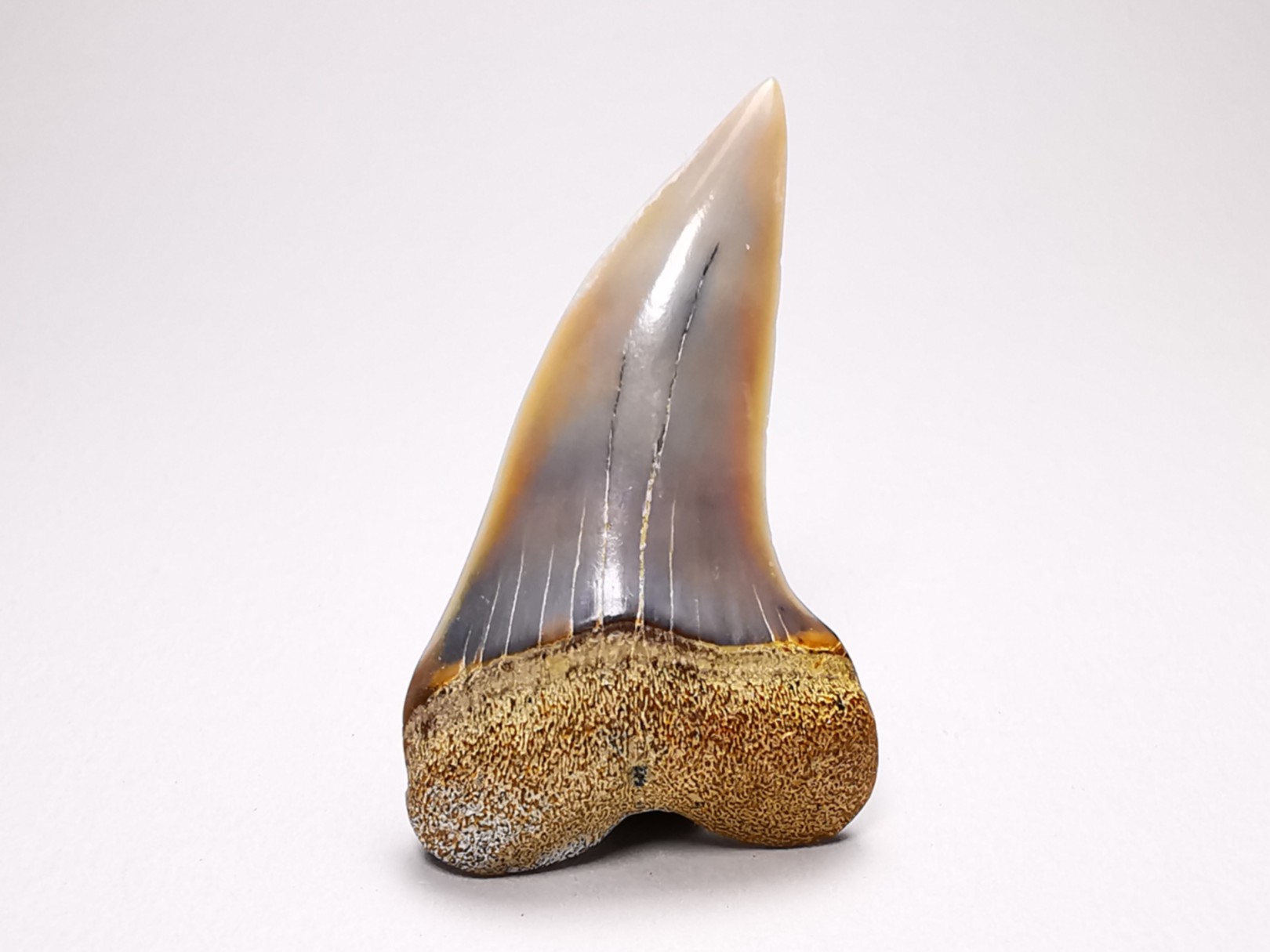 shark tooth: Cosmopolitodus planus - Miocene - Bakersfield, California - USA