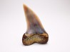 shark tooth: Cosmopolitodus planus - Miocene - Bakersfield, California - USA